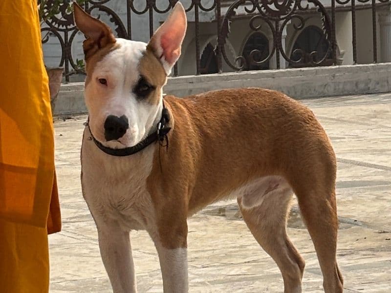 American PitBull Terrier 1 year 4 months old male medium named Spike for breeding in Gurgaon Division, Haryana | Petmeetly