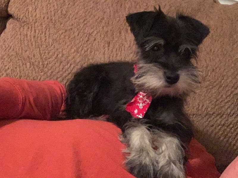 Schnauzer 6 years 2 months old female small named Rouge for breeding in Lincoln County, Nebraska | Petmeetly
