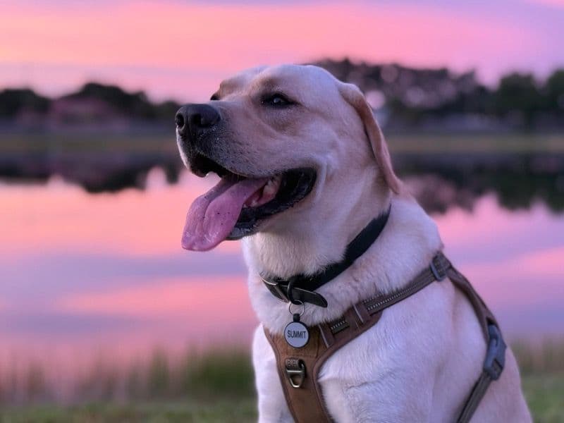 Labrador Retriever 3 years 4 months old male large named Summit for breeding in Sarasota County, Florida | Petmeetly