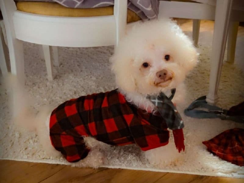 Toy Poodle 4 years old male medium named Oliver for breeding in Randolph County, North Carolina | Petmeetly