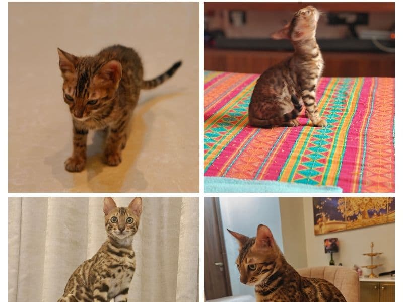 Bengal 1 year 3 months old male named Simba for breeding in Konkan Division, Maharashtra | Petmeetly