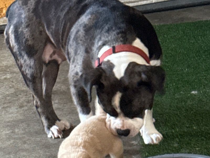 Old English Bulldog 2 years 11 months old female medium named Blue for breeding in Schenectady, New York | Petmeetly