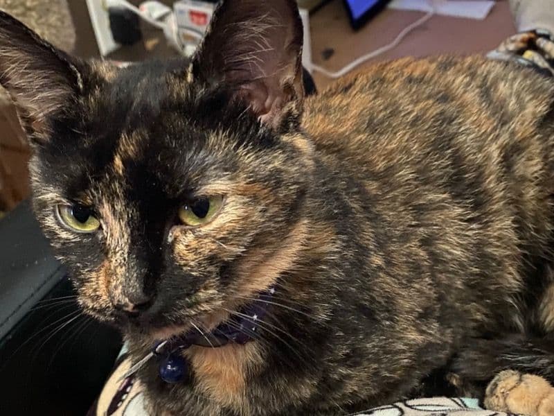 American Shorthair 2 years old female named Sparkles for adoption in Davidson County, Tennessee | Petmeetly