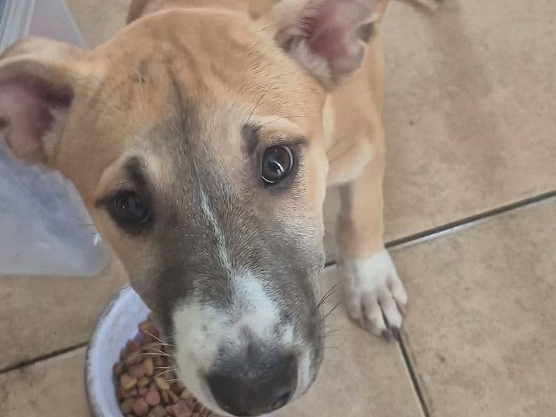 American PitBull Terrier 2 months old female small named Rosie for adoption in Los Angeles County, California | Petmeetly