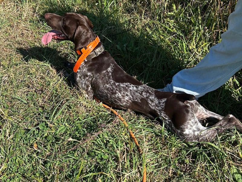 German Shorthaired Pointer 1 year 3 months old male medium named Luca for breeding in Fayette County, Pennsylvania | Petmeetly