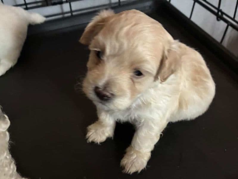 Teddy - Maltese | Petmeetly
