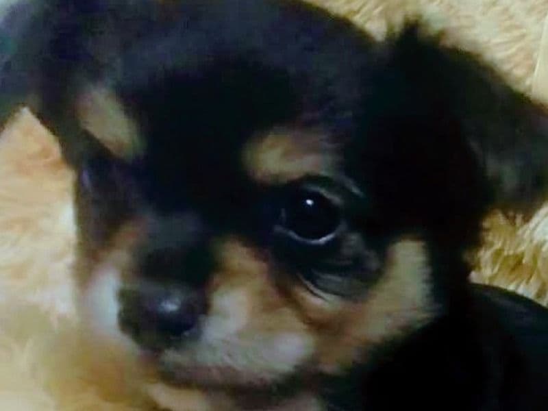 Chihuahua 6 months old male small named Ozzy for sale in Liberty County, Georgia | Petmeetly