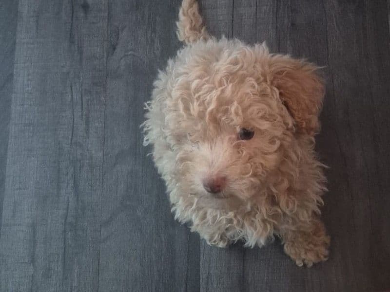 Miniature Poodle 4 months old male small named Maxi for breeding in Greater London, England | Petmeetly