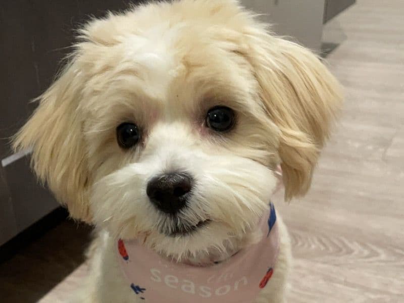 Maltipoo 1 year 3 months old female small named Sammi for breeding in Johnson County, Tennessee | Petmeetly