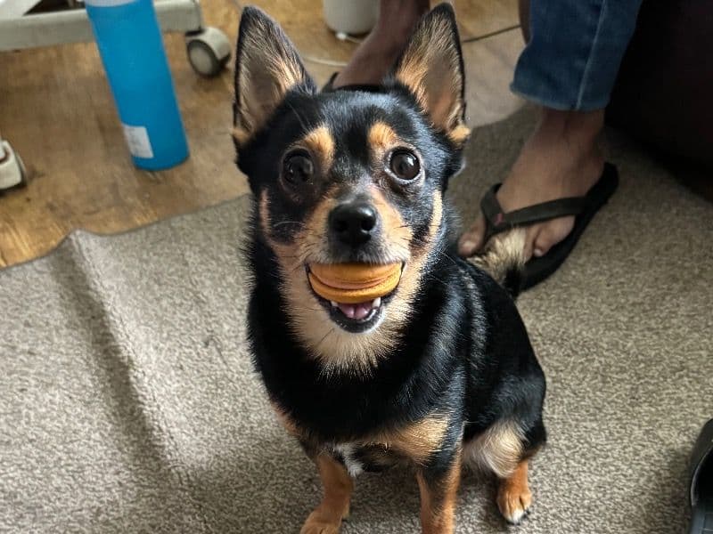 Jack Russell Terrier 4 years 2 months old female small named Penny for breeding in West Yorkshire, England | Petmeetly