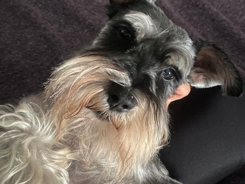 Miniature Schnauzer 9 years old male small named Keith for breeding in Los Angeles County, California | Petmeetly
