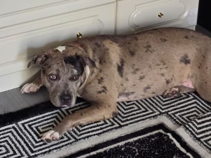 Staffordshire Bull Terrier 1 year 4 months old female medium named Princess for breeding | Petmeetly