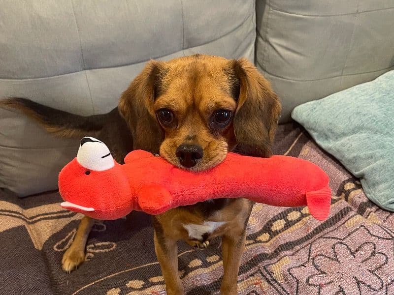 King Charles Spaniel 3 years 10 months old male medium named Bommer for breeding in Marion County, Florida | Petmeetly