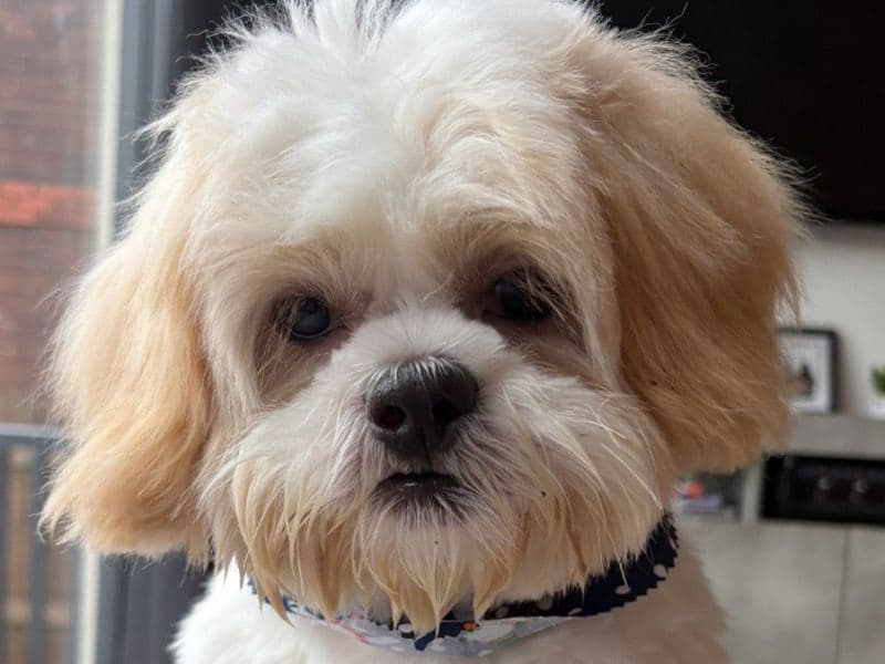 Maltese Shih Tzu 1 year old female small named Honey for breeding in Lancashire, England | Petmeetly