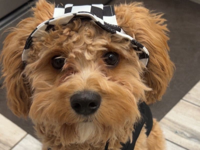 Cavapoo (Cavadoodle) 1 year 3 months old male medium named Whiskey for breeding in Maricopa County, Arizona | Petmeetly