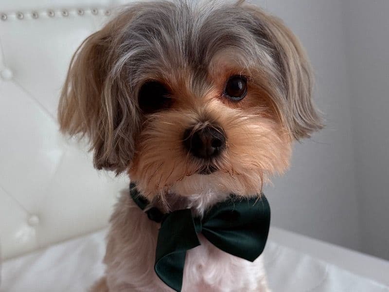 Morkie 5 years 7 months old male small named Romeo for breeding in Hollywood, Florida | Petmeetly