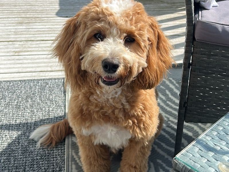 Cockapoo 1 year 3 months old male medium named Arlo for breeding in Suffolk, England | Petmeetly