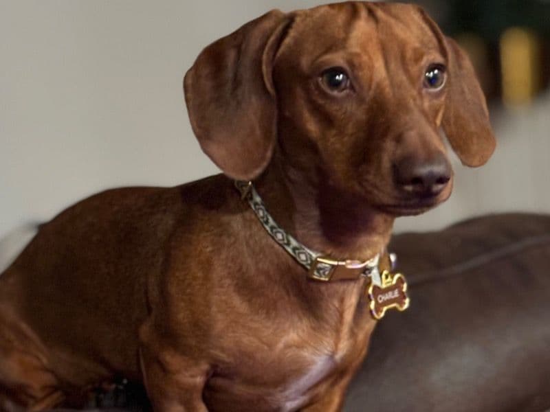 Miniature Dachshund 11 months old male small named Charlie for breeding in Denton County, Texas | Petmeetly