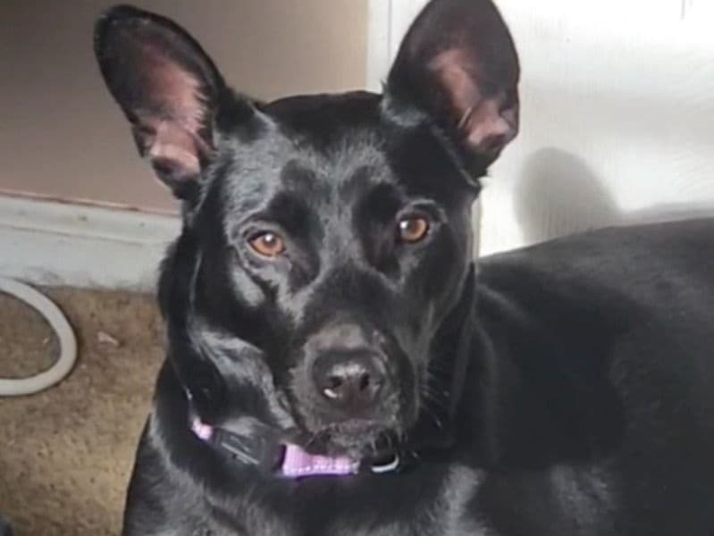 American Staffordshire Terrier 2 years 4 months old female medium named Artemis for breeding in Tuscaloosa County, Alabama | Petmeetly