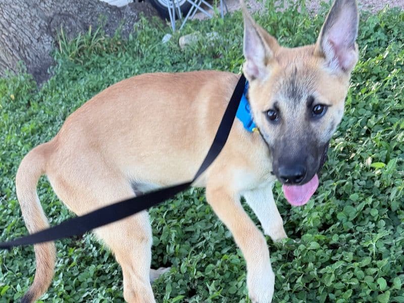 Tex - German Shepherd | Petmeetly