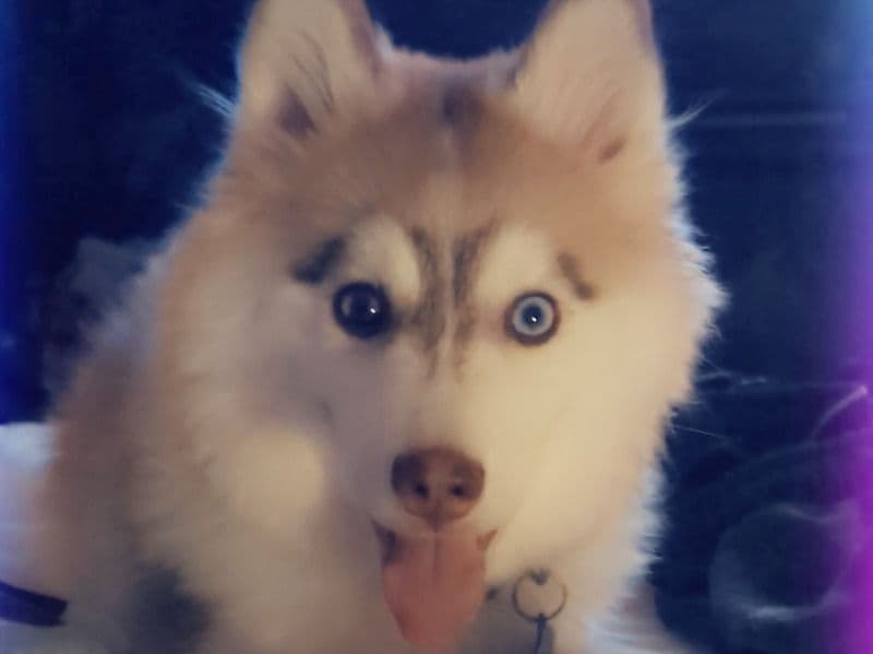 Pomsky 11 months old female small named Nova for breeding in Kent County, Michigan | Petmeetly