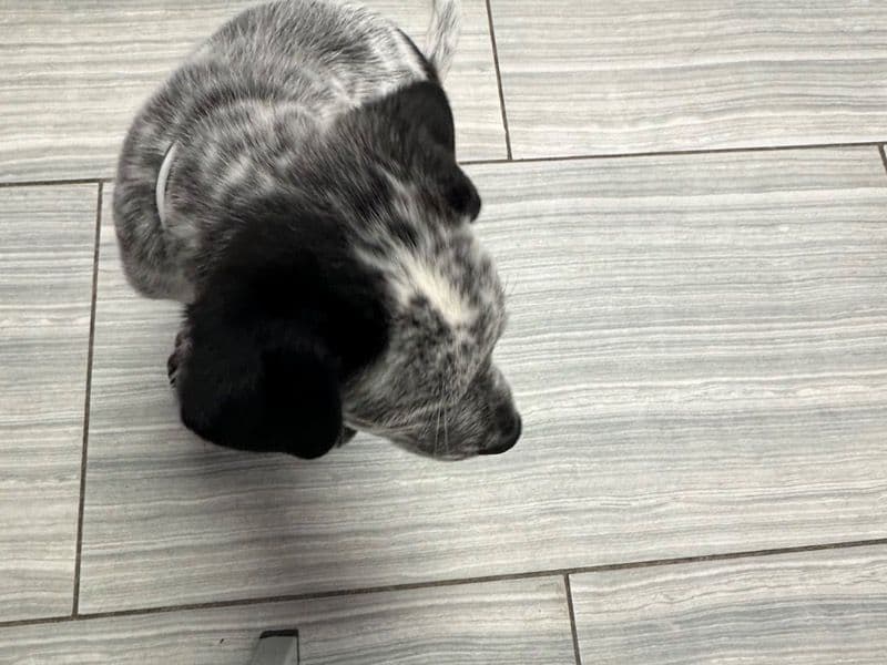 Australian Labrodoodle 7 months old female small named Zoie for breeding in Fort Bend County, Texas | Petmeetly