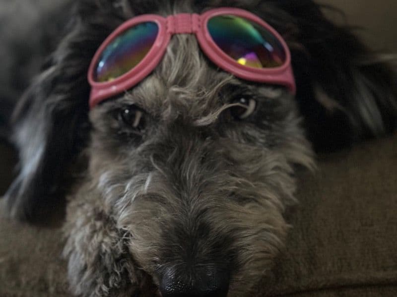 Aussiedoodle 3 years 2 months old female medium named Stella for breeding in Tracy, California | Petmeetly