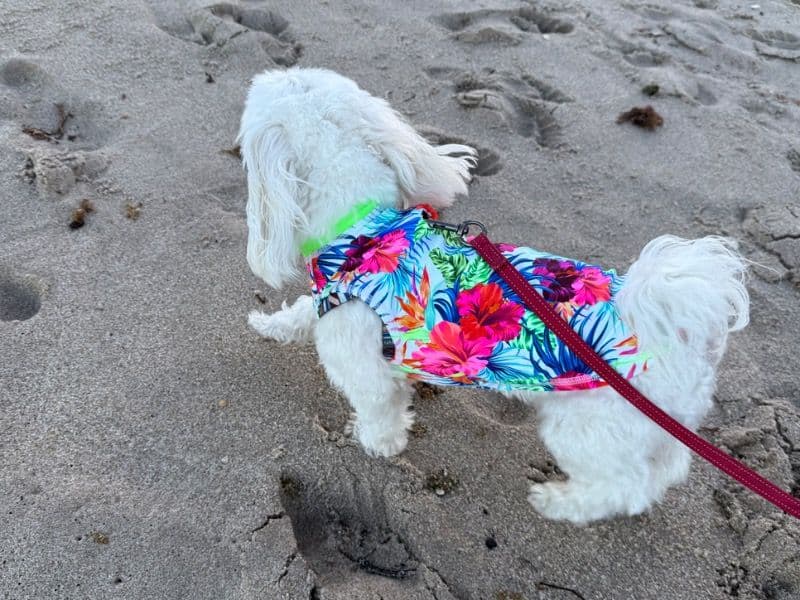 Maltese 4 years 9 months old male small named Ringo for breeding in San Francisco County, California | Petmeetly