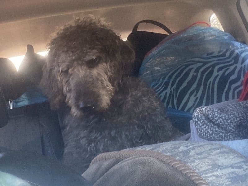 Labradoodle 3 years 11 months old male medium named Bentley for breeding in Regional Municipality of Peel, Ontario | Petmeetly