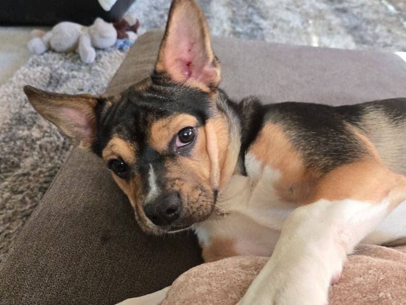 Rat Terrier 8 months old male small named Kane for breeding in Oakland County, Michigan | Petmeetly