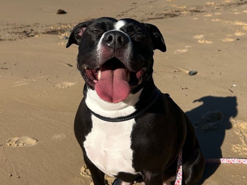 American Staffordshire Terrier 3 years 4 months old female medium named Luna for breeding in Mid-Coast Council, New South Wales | Petmeetly