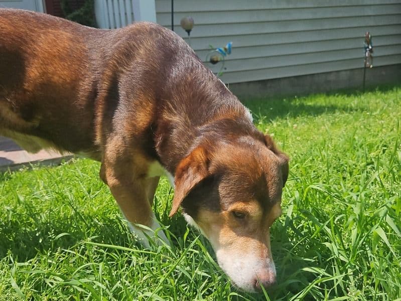 Collie 6 years old male medium named Roof for breeding in Northwest Hills Planning Region, Connecticut | Petmeetly