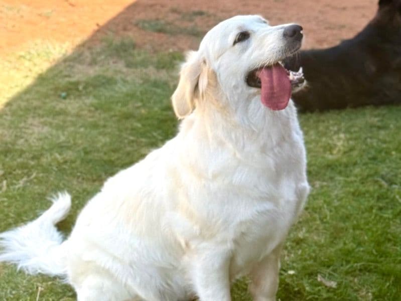 English Golden Retriever 1 year 7 months old male large named Sky for breeding in Ector County, Texas | Petmeetly