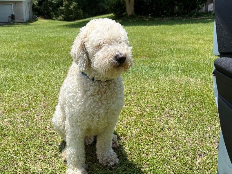 Standard Poodle 5 years 4 months old male medium named Saint for breeding in Lafayette Parish, Louisiana | Petmeetly