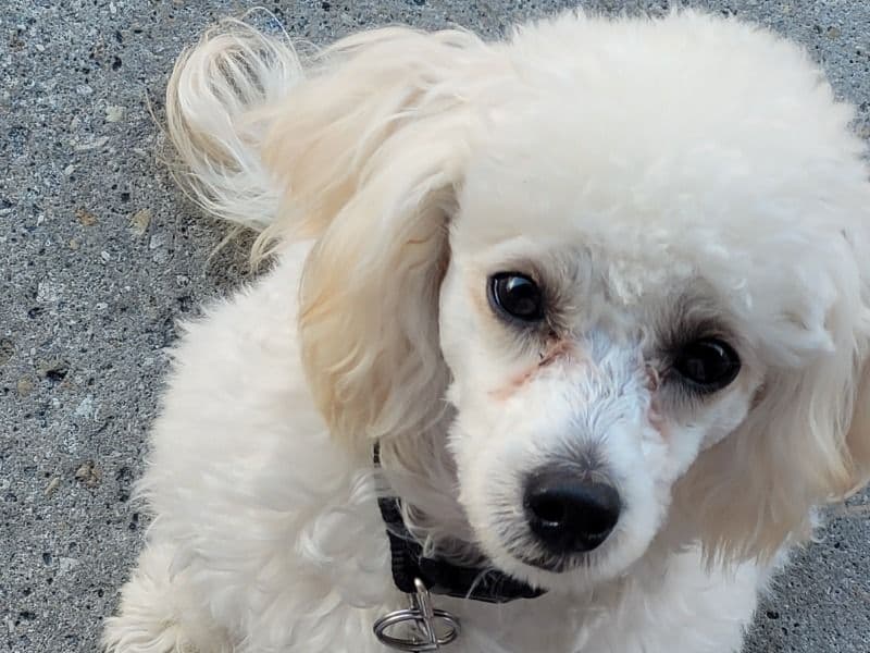 Poochon 9 months old male small named Jett for breeding in Broward County, Florida | Petmeetly
