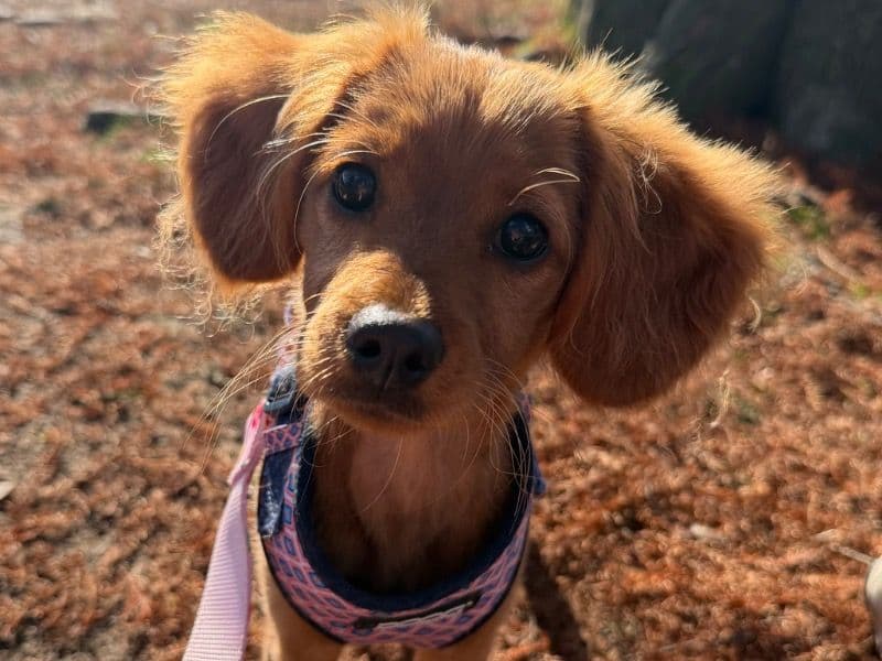 Cavapoo (Cavadoodle) 1 year 4 months old female medium named Sadie for breeding in Blue Mountains City Council, New South Wales | Petmeetly