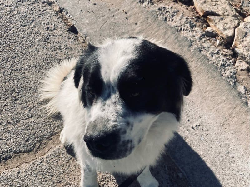 Saint Bernard 2 years 4 months old male large named Hunter for adoption in Doña Ana County, New Mexico | Petmeetly