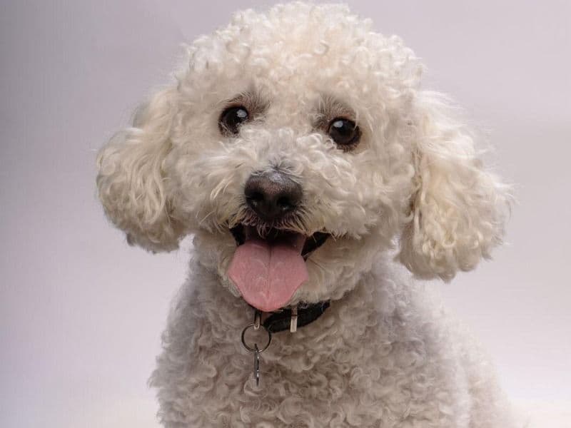 Maltipoo 4 years 4 months old male small named Franklin Aka Cutie Man for breeding in Los Angeles County, California | Petmeetly