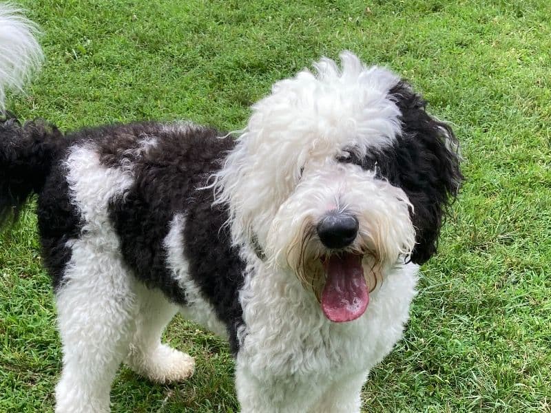 Sheepadoodle 6 years 5 months old male large named Moo for breeding in Bucks County, Pennsylvania | Petmeetly