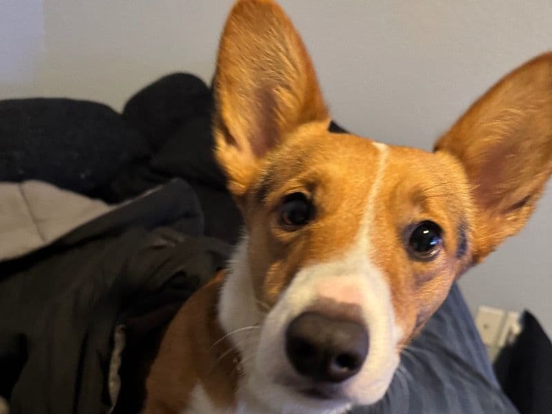 Corgi 3 years 2 months old male small named Marley for breeding in Denton County, Texas | Petmeetly