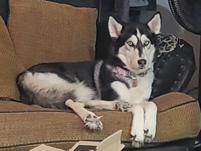 Alaskan Husky 5 years 9 months old female medium named Xena for breeding in Harris County, Texas | Petmeetly