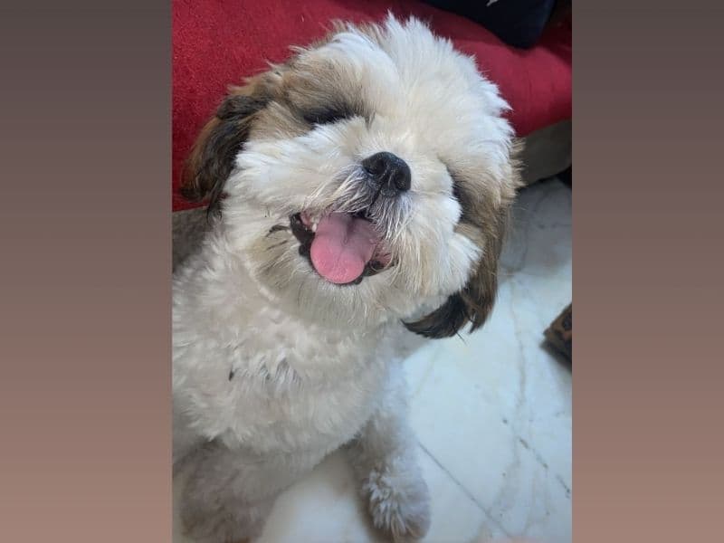 Shih Tzu 2 years 2 months old male medium named Olive for breeding in Delhi Division, Delhi | Petmeetly