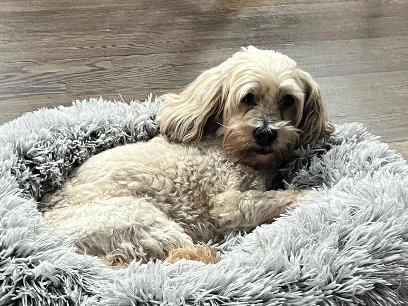 Cockapoo 11 years 1 month old male small named Corduroy for breeding in Bergen County, New Jersey | Petmeetly
