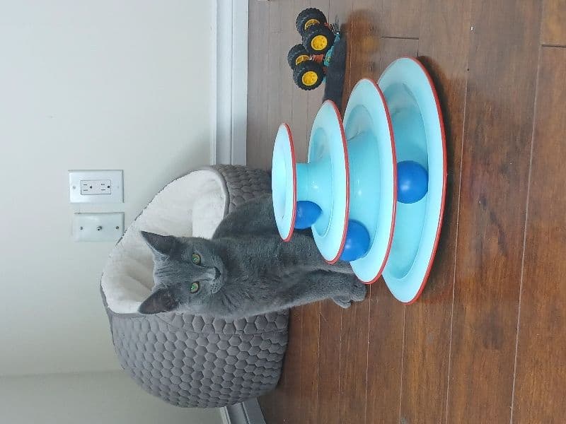 Russian Blue 8 months old female named Nina for breeding in North Okanagan, British Columbia | Petmeetly