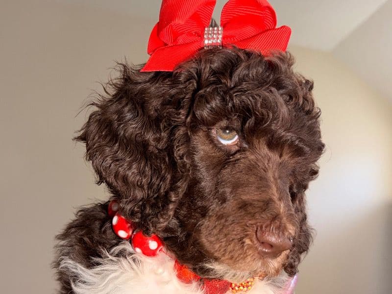 Standard Poodle 1 month old female large named Brûlée for sale in Dallas County, Texas | Petmeetly