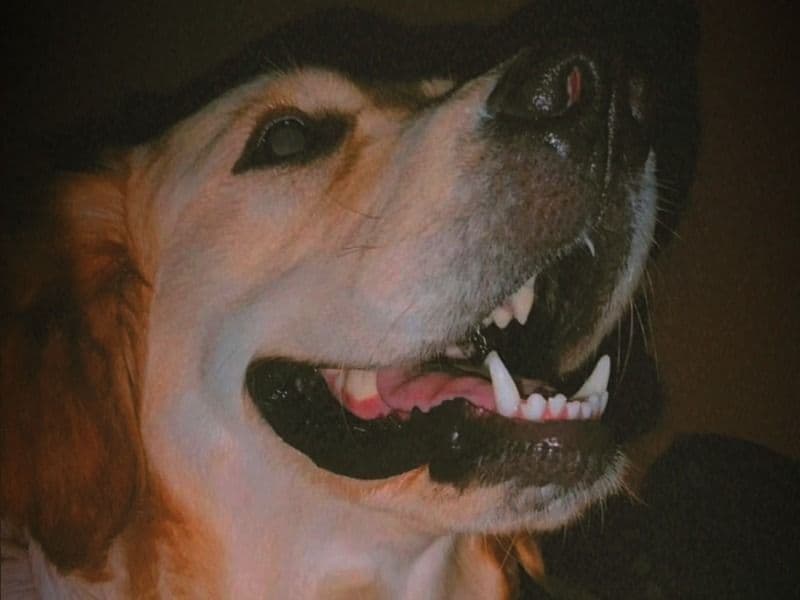 English Golden Retriever 2 years 5 months old male extra large named Simba for breeding in Ajmer Division, Rajasthan | Petmeetly