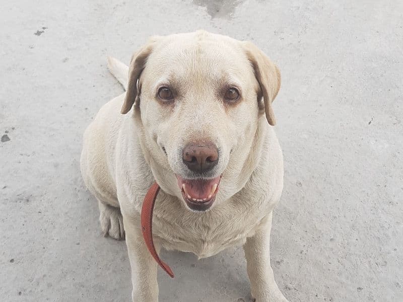 White Labrador Retriever 7 years 2 months old female large named Tiaga for breeding in Delhi Division, Delhi | Petmeetly