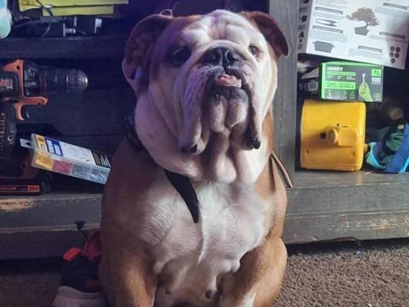 Old English Bulldog 4 years 6 months old male medium named Frio for breeding in Cooke County, Texas | Petmeetly