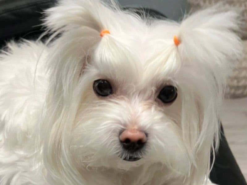 Maltese 5 years 3 months old female small named Luna for breeding in Orange County, Florida | Petmeetly