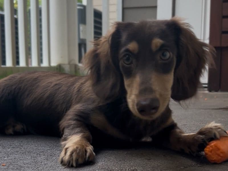 Miniature Dachshund 1 year old male small named Rocky for breeding in Wake Forest, North Carolina | Petmeetly
